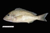 Orthopristis chrysoptera, pigfish, from SEAMAP collections